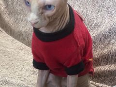 -藏猫猫咖啡主题馆(中央大道店)