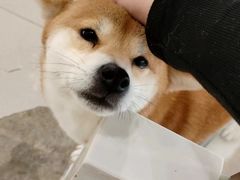 -共舞时光猫咖·狗咖(新街口店)