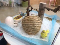 -喵宠乐园·撸猫互动·猫舍