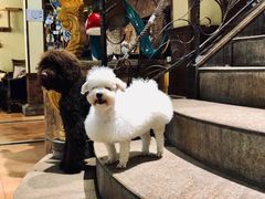 -more than meow吴止猫主题餐厅(承德 中船汇店)