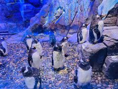 -迪拜水族馆及水下动物园