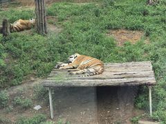 -大连森林动物园