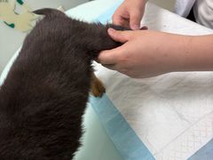 -宠福鑫康馨动物医院·骨科·眼科