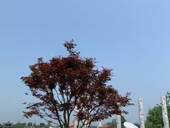 -杭州湾海上花田景区