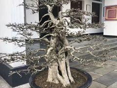 -东湖落雁景区