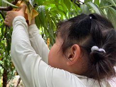 -老袁家蜜桃农场·阳山水蜜桃