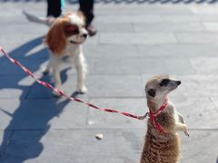 -J Create城市露营咖啡·简餐·宠物(上海动物园店)