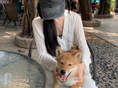 -柴犬高等学院·狗咖·柴犬售卖·宠物训练