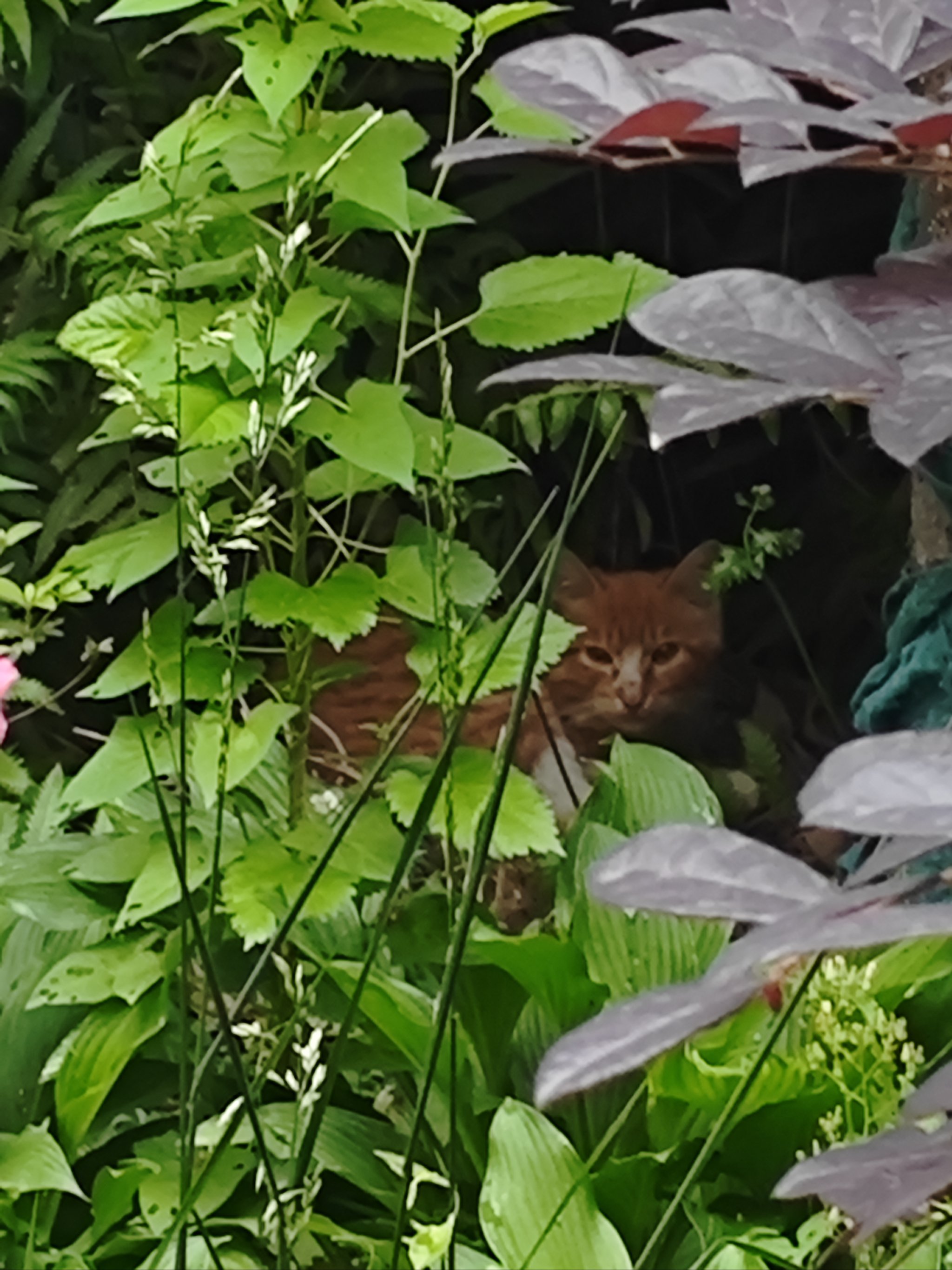 小区里的小野猫.