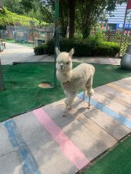 -萌宠亲子动物乐园(槐房万达店)