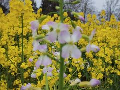-三圣花乡旅游区