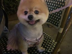 -PETKIT小佩宠物·低压洗护(国顺东路店)