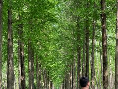 -合肥滨湖国家森林公园