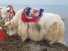 -青海湖国家重点风景名胜区