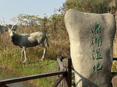 -溱湖国家湿地公园