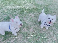-北京观赏动物医院·24小时大型综合·猫专科·异宠专科