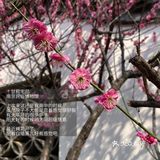 周末去哪玩｜库迪.熙南里.“赏花”
