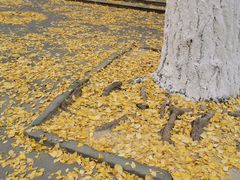 -四川大学(华西校区)