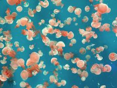 -海合安青岛极地海洋公园