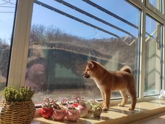 -柴源莊·柴小宠柴犬咖啡