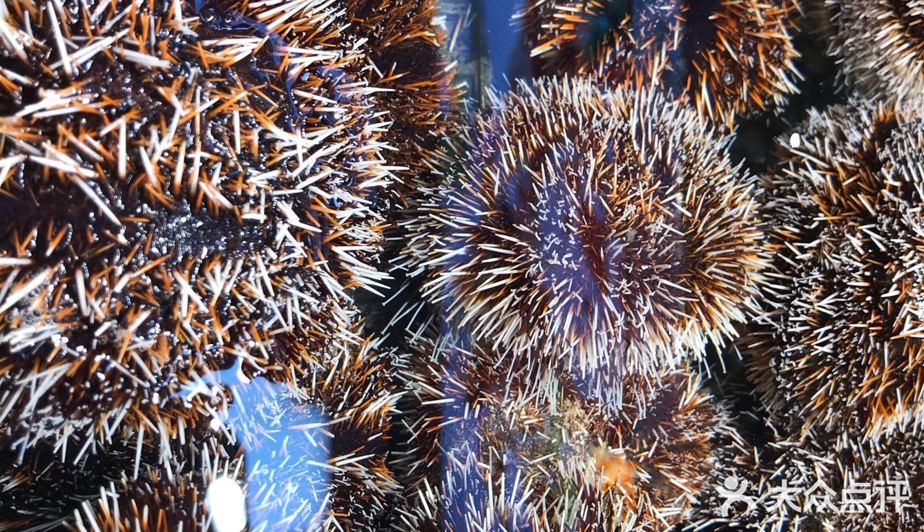 海鲜大世界，各种各样的新鲜海鲜有大闸蟹、象拔蚌、