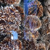 海鲜大世界，各种各样的新鲜海鲜有大闸蟹、象拔蚌、