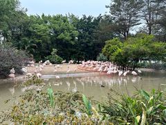 -广州长隆飞鸟乐园
