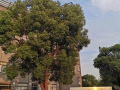 -同济大学(嘉定校区)