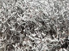 -江南天池