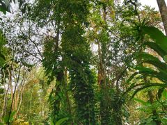 -中国科学院西双版纳热带植物园