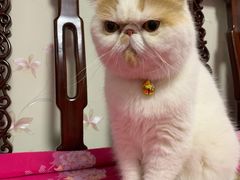-十年猫舍·猫咪专门店(普陀店)