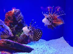 -上海海洋水族馆