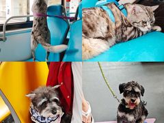 -帕帕拉兹宠物(亚洲旗舰店)