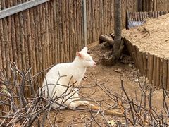 -合肥野生动物园