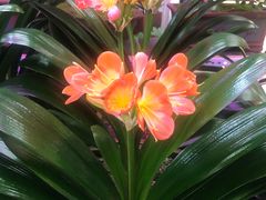 -三旗百汇商品城