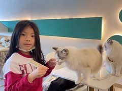 -飞行喵MR PILOT|猫舍·猫咖(静安大融城店)