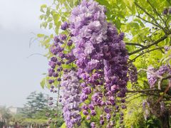 -嘉定紫藤园