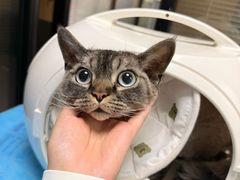 -伟伟宠物医院·CT影像中心·瑞派犬猫综合性门诊(汉口总院)