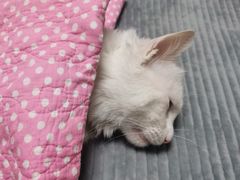 -美联众合宠物医院·爱萌分院·内外科·猫科中心