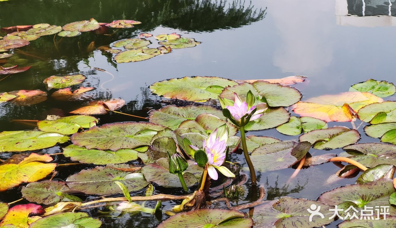 北京植物园的睡莲好美