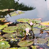 北京植物园的睡莲好美