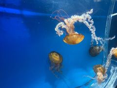 -海合安成都极地海洋公园