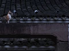 -鸣鹤古镇