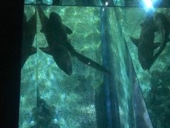 -暹罗海洋世界
