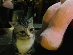 -咖法森林·咖啡  酒吧(天河店)