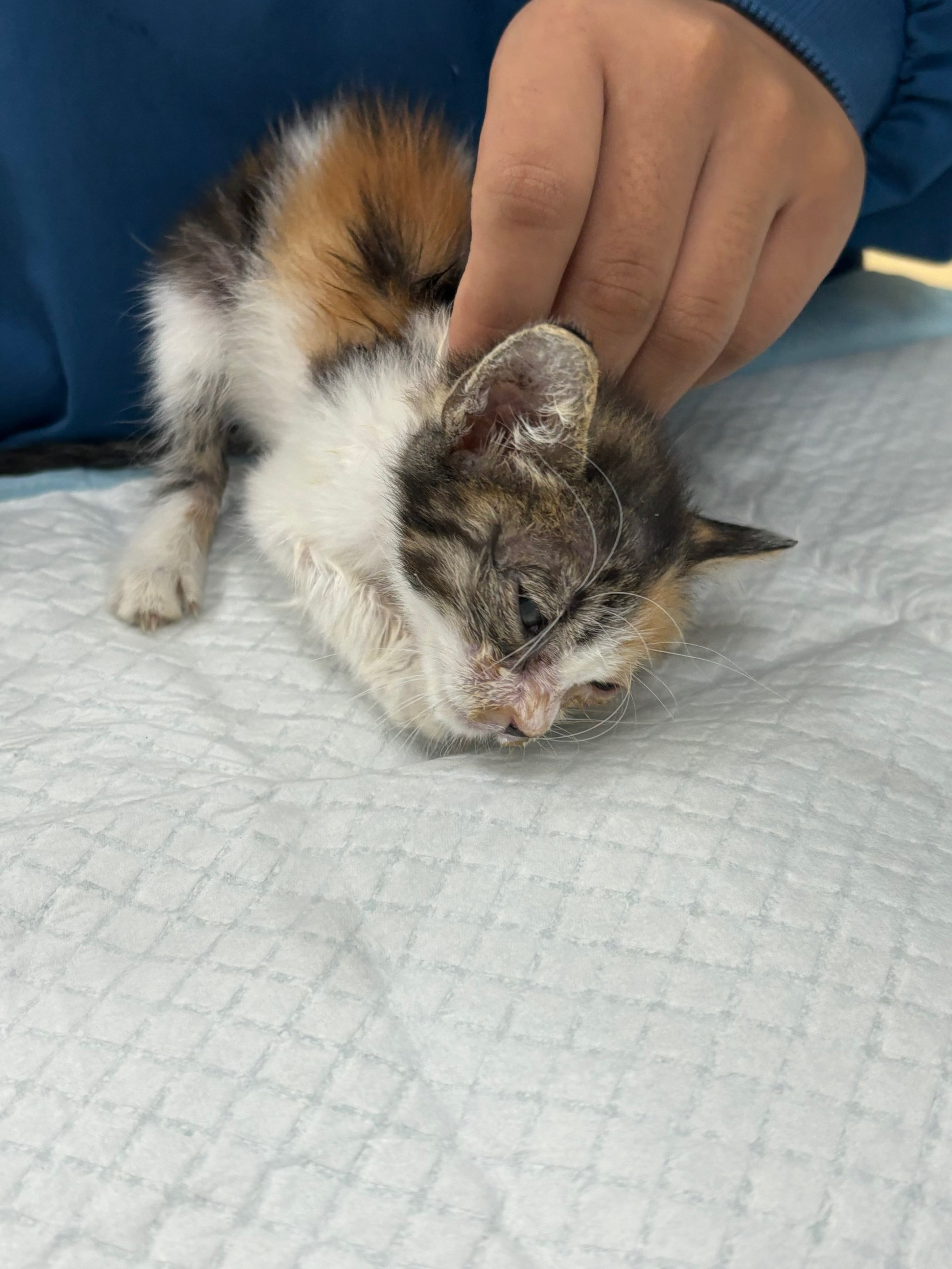 猫瘟最后死亡的表现