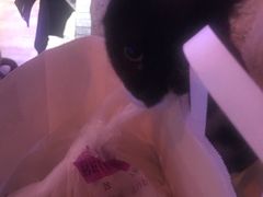 -Sirena海妖日咖夜酒