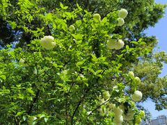 -凤来栖·净庭院·火锅(欧尚店)