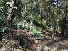 -铁山坪森林公园