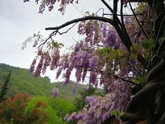 -石老人观光园